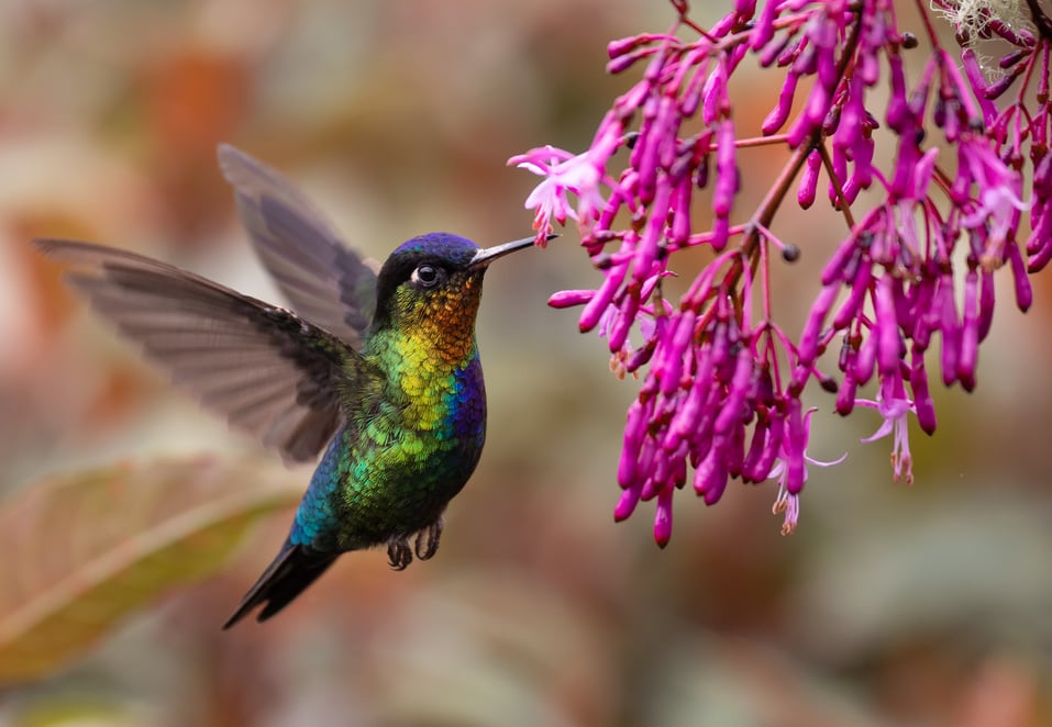 Hummingbird in Costa Rica